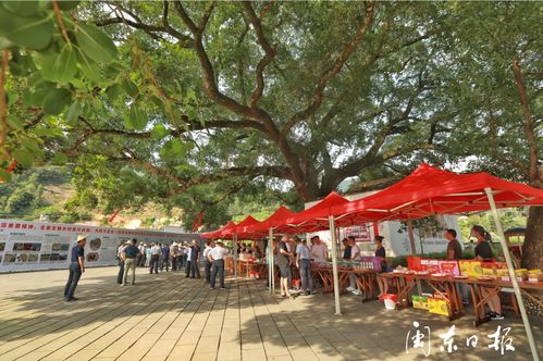 互联网与农业深度对接，助推溪塔乡村产业振兴