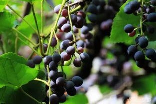 有沟必火 溪塔——福安最“火”的那条沟